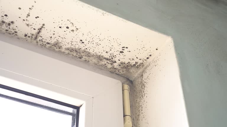 Best Comprehensive Air Testing for Mold Contaminants  in Parkland, FL